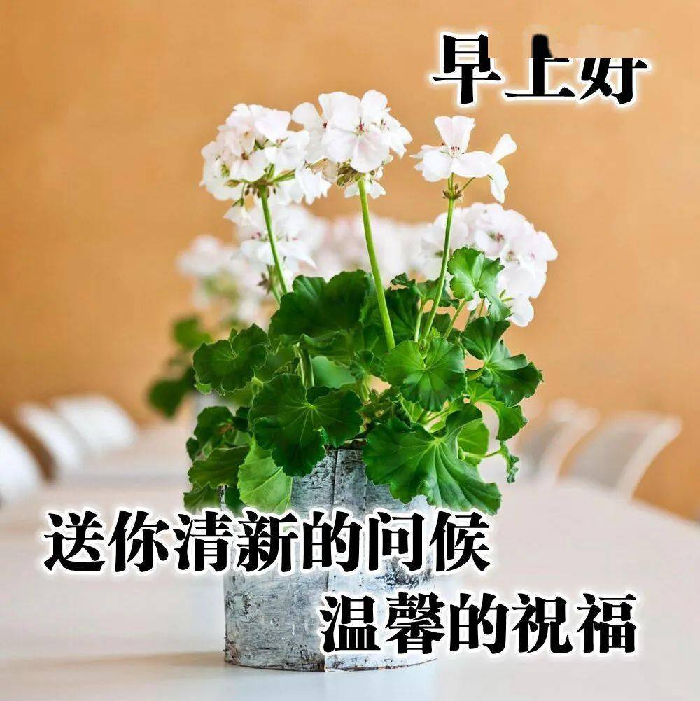 最新早安圖片，背景、影響與地位