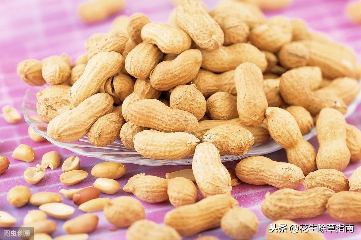 河南花生價(jià)格最新行情,河南花生價(jià)格最新行情，回顧與洞察