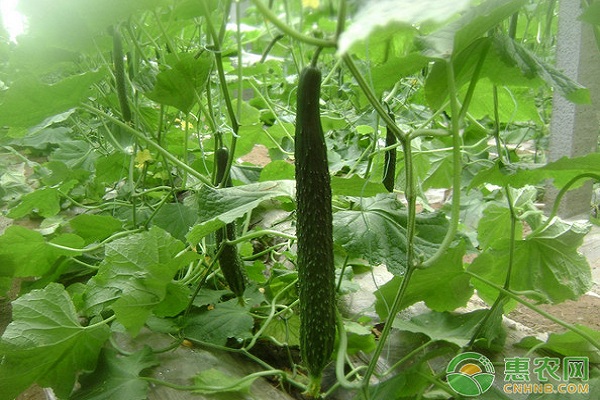 今日黃瓜價(jià)格行情概覽，綠色之旅探尋內(nèi)心平靜的開(kāi)始