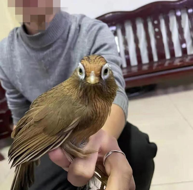 最新抓畫眉鳥視頻在線，友情、趣事與陪伴的溫馨時光