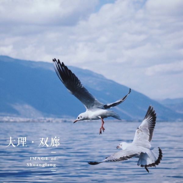 海鷗圖片最新發(fā)布，自然之美的視覺盛宴