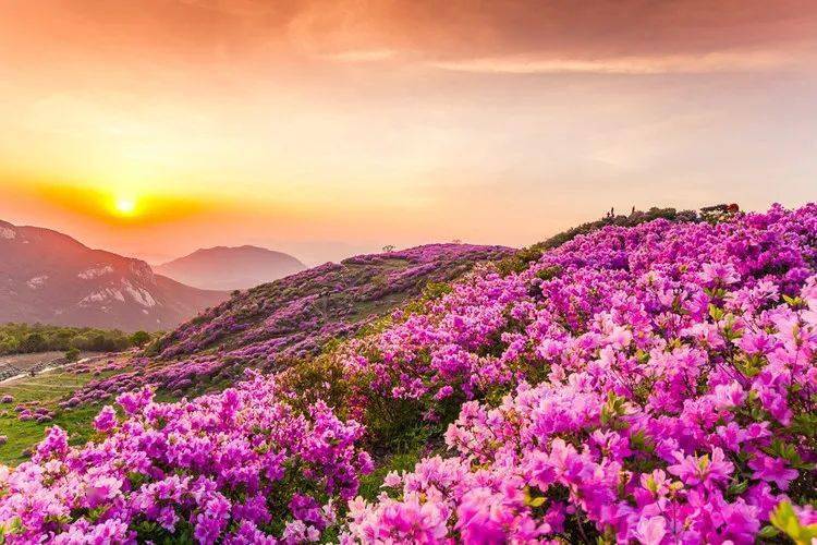 自然美景治愈之旅，最新病情動態(tài)更新