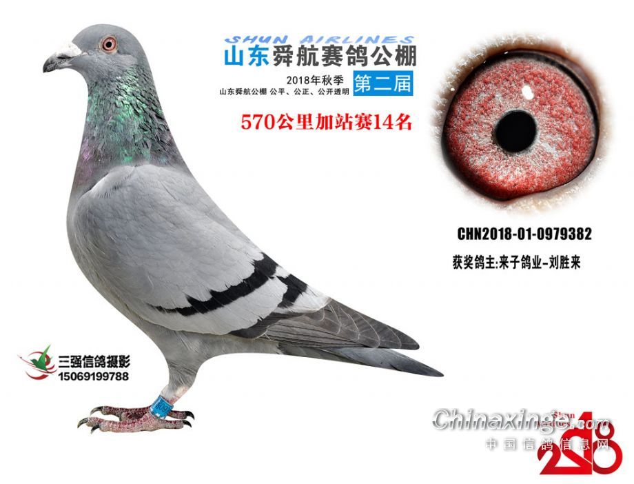 舜峰賽鴿公棚最新動態(tài)公告
